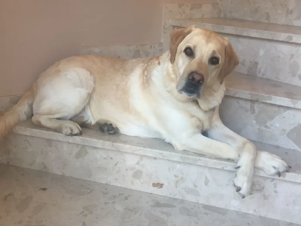 Condolence image of Leon