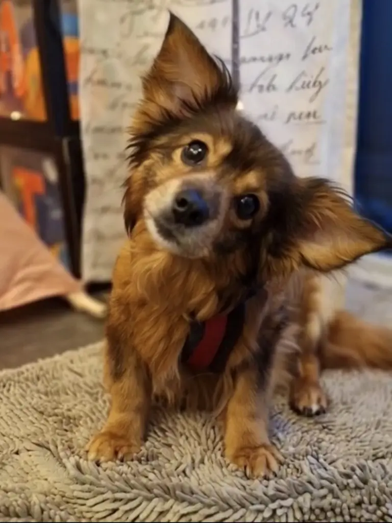 Skippy