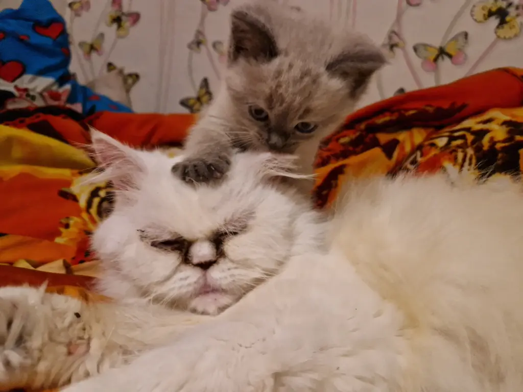 Die ersten Schritte vom Sohn