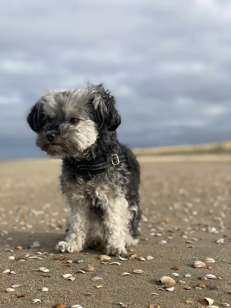 Image from Timmy