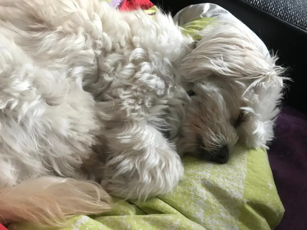 Immer am schlafen ...