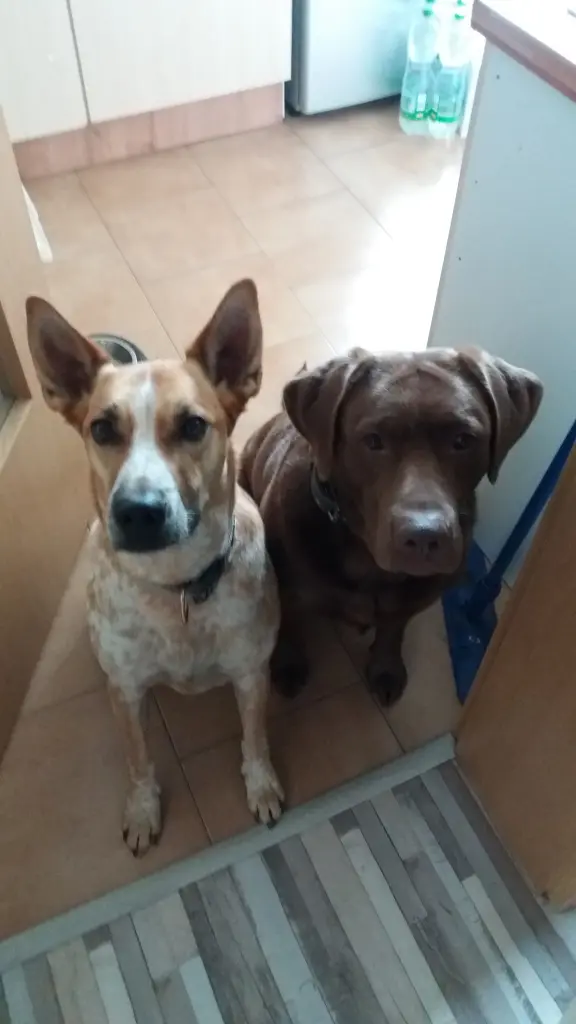 ❤️ Dalia vermisst dich auch ❤️