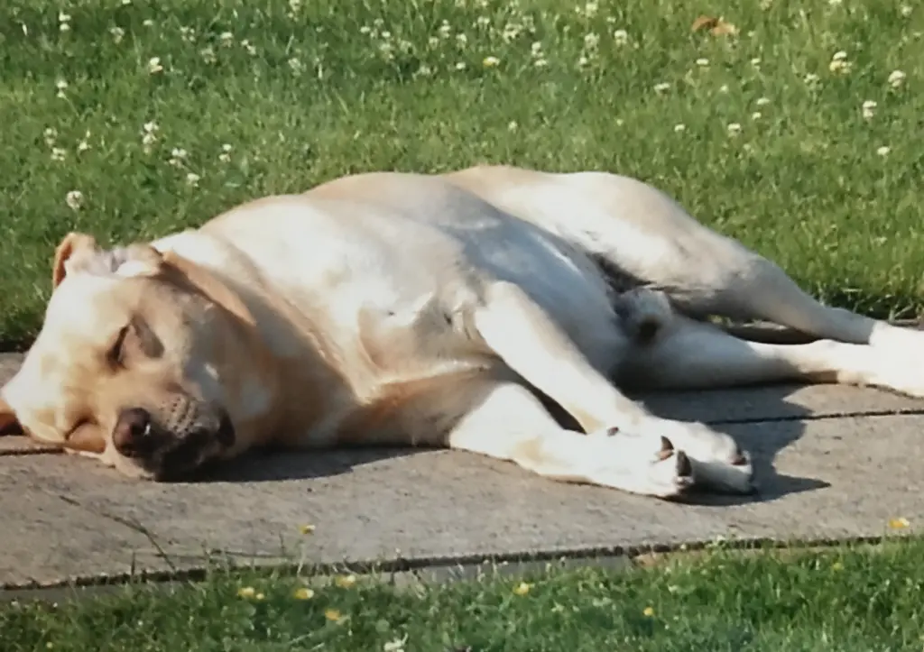 Condolence image of Elzbieta mit Max im Herzen 