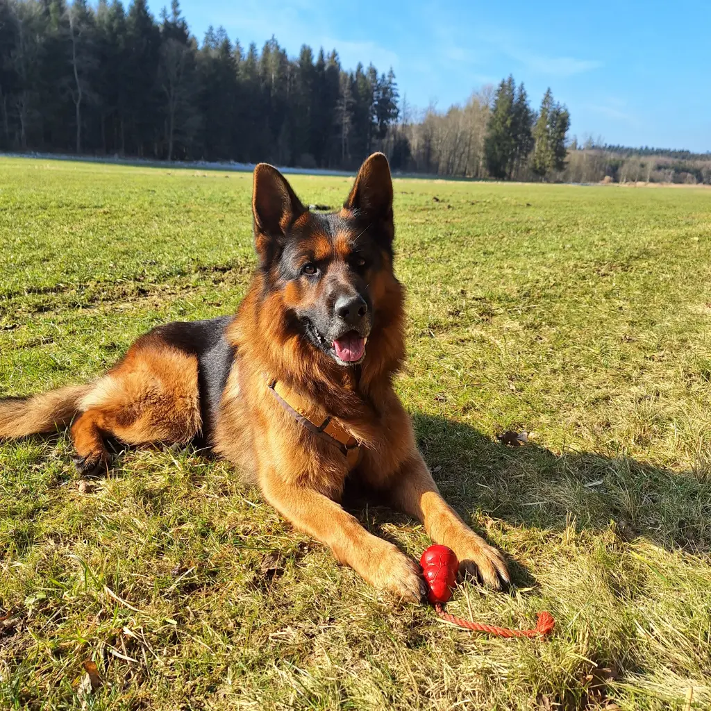 Andachtsbild von Bernhard