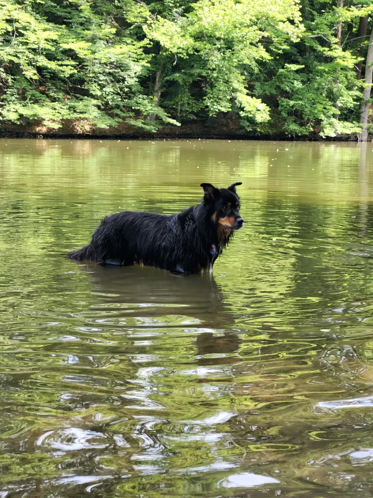 Wie sehr du Wasser und schwimmen geliebt hast ♡