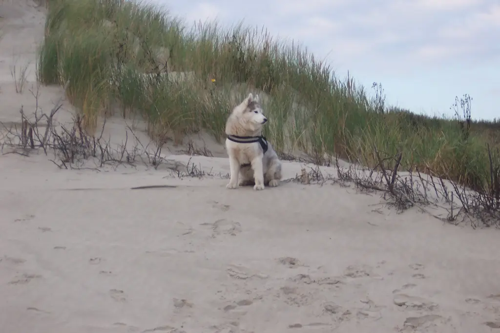 Condolence image of Ute