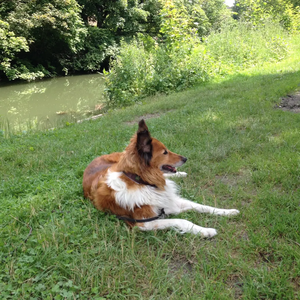 Condolence image of Katharina mit Merle im Herzen