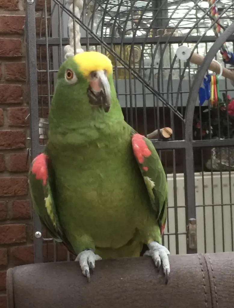 Da warst du und dein treuer gefiederter Freund Poquito noch nicht lang bei Mama🥰