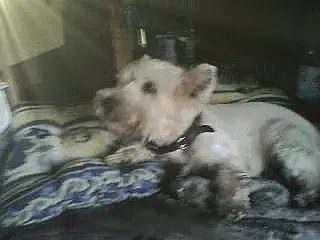 Image from Nico (geb. 13.07.2000 - gest. 12.12.2011)