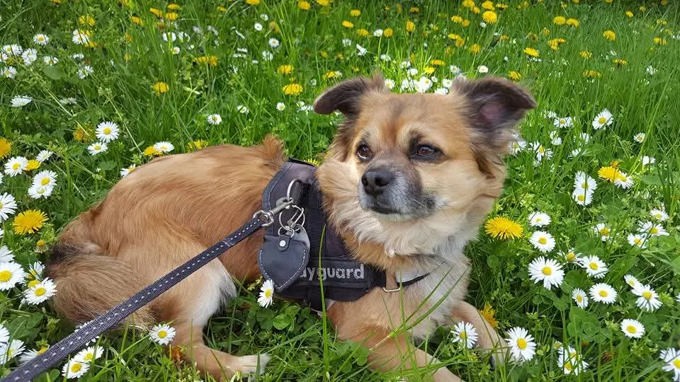 Andachtsbild von Isabell