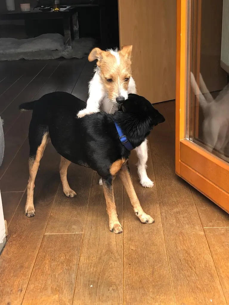 Andachtsbild von Olga Groz