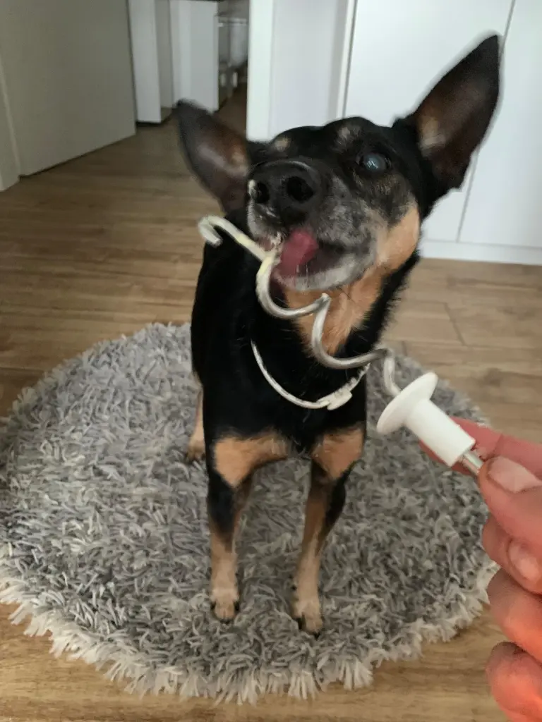 Der tollste Beikoch🥳