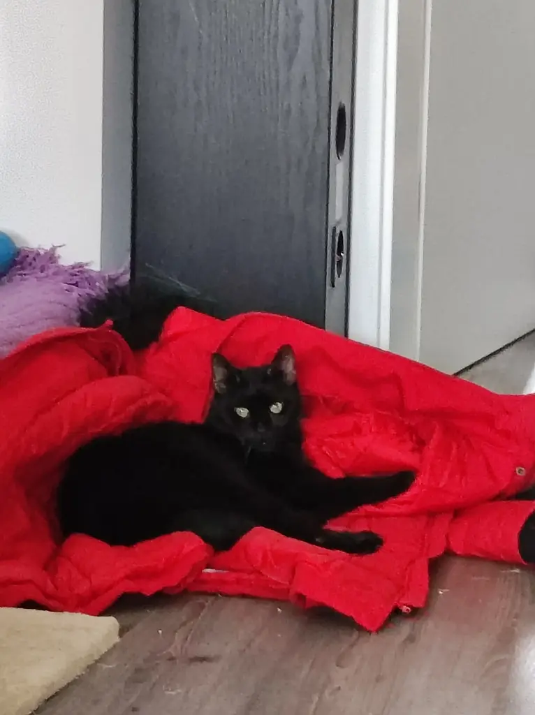 Bild von Fischprinzessin