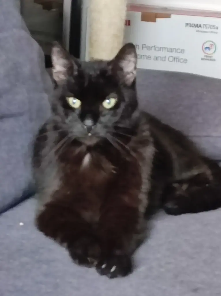 Bild von Fischprinzessin