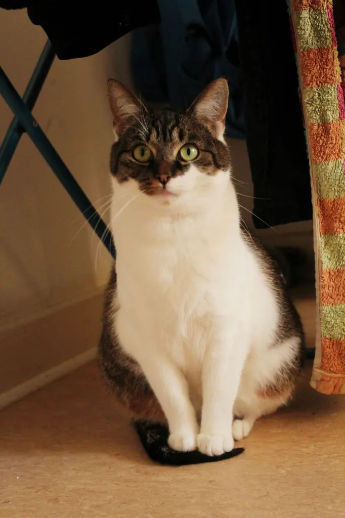 Das Festhalten deiner Schwanzspitze hat dir immer Sicherheit gegeben