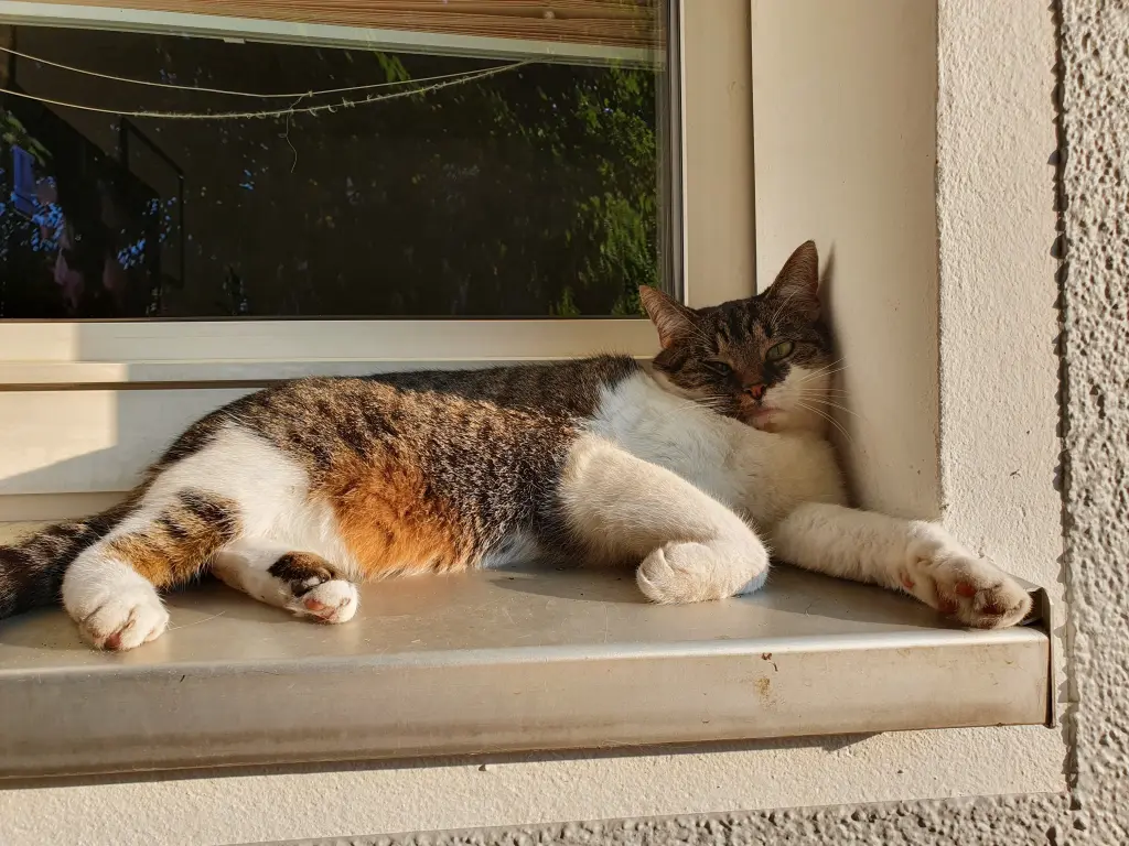 Dein Lieblingsplatz in der Sonne auf der Fensterbank