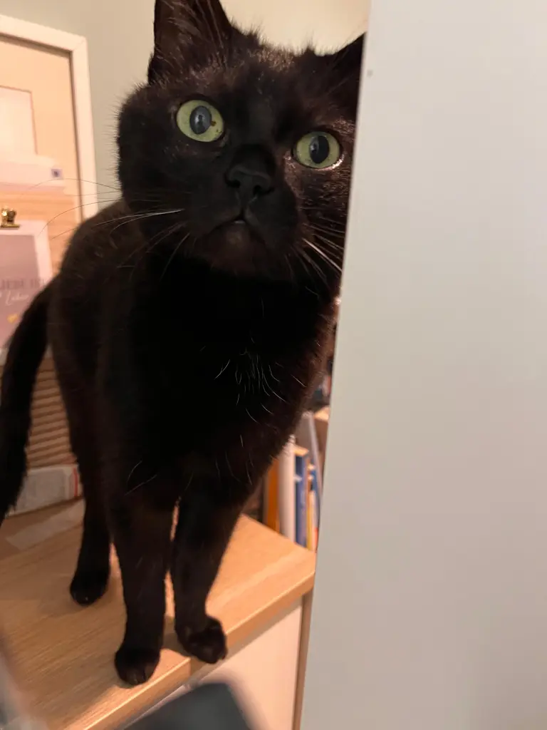 Image from Muffin