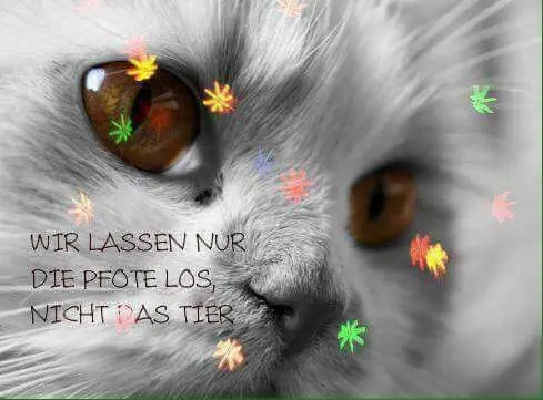 Andachtsbild von Konny mit Piccolino-Fly tief im ❤️