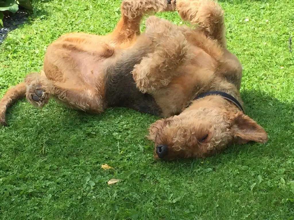 Condolence image of Gabi mit Max im Herzen 