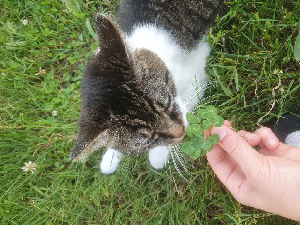 Andachtsbild von P mit Hannah