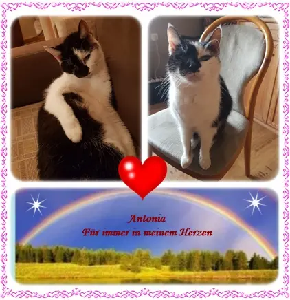 Condolence image of deine Ilse in Liebe zum 1. Wochengedenktag