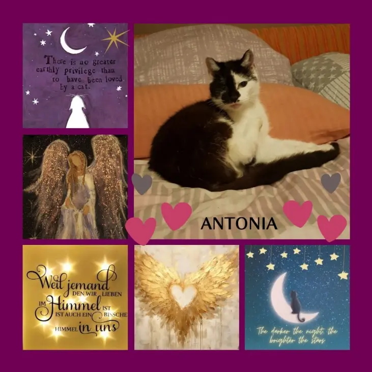 Condolence image of Eine Woche - eine Rose für Antonia