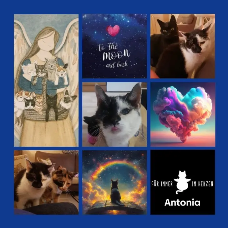 Condolence image of Rosen für Antonia