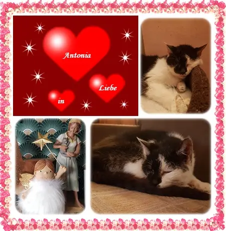 Condolence image of deine Ilse in Liebe zum 3. Wochengedenken