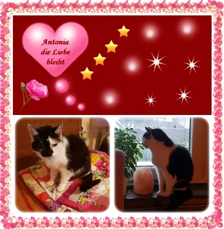 Condolence image of deine Ilse in Liebe zum 4. Wochengedenken