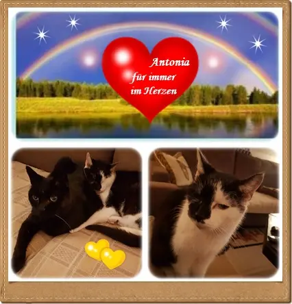 Condolence image of deine Ilse in Liebe zum 1. Monatsgedenken