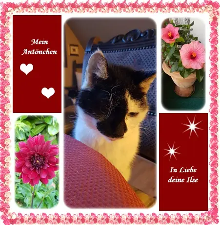 Condolence image of deine Ilse in Liebe zum 2. Monatsgedenken