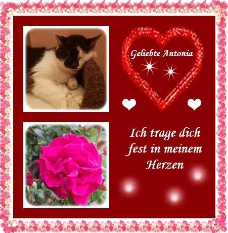 Condolence image of Deine Ilse in Liebe zum 3. Monatsgedenken