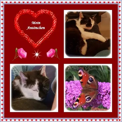 Condolence image of Deine Ilse in Liebe zum 4. Monatsgedenken