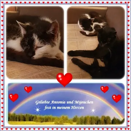 Condolence image of Deine Ilse in Liebe zum 5. Monatsgedenken