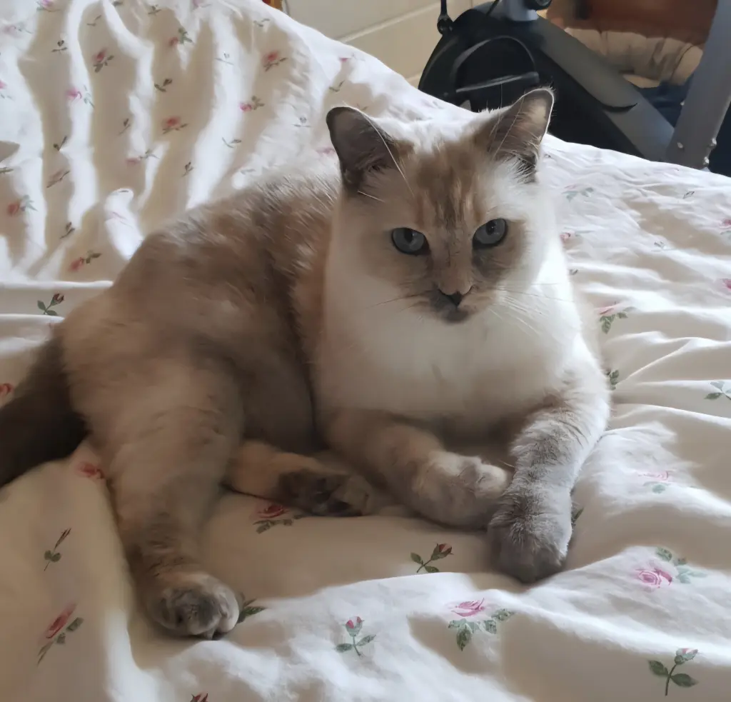 Bild von Pina Colada