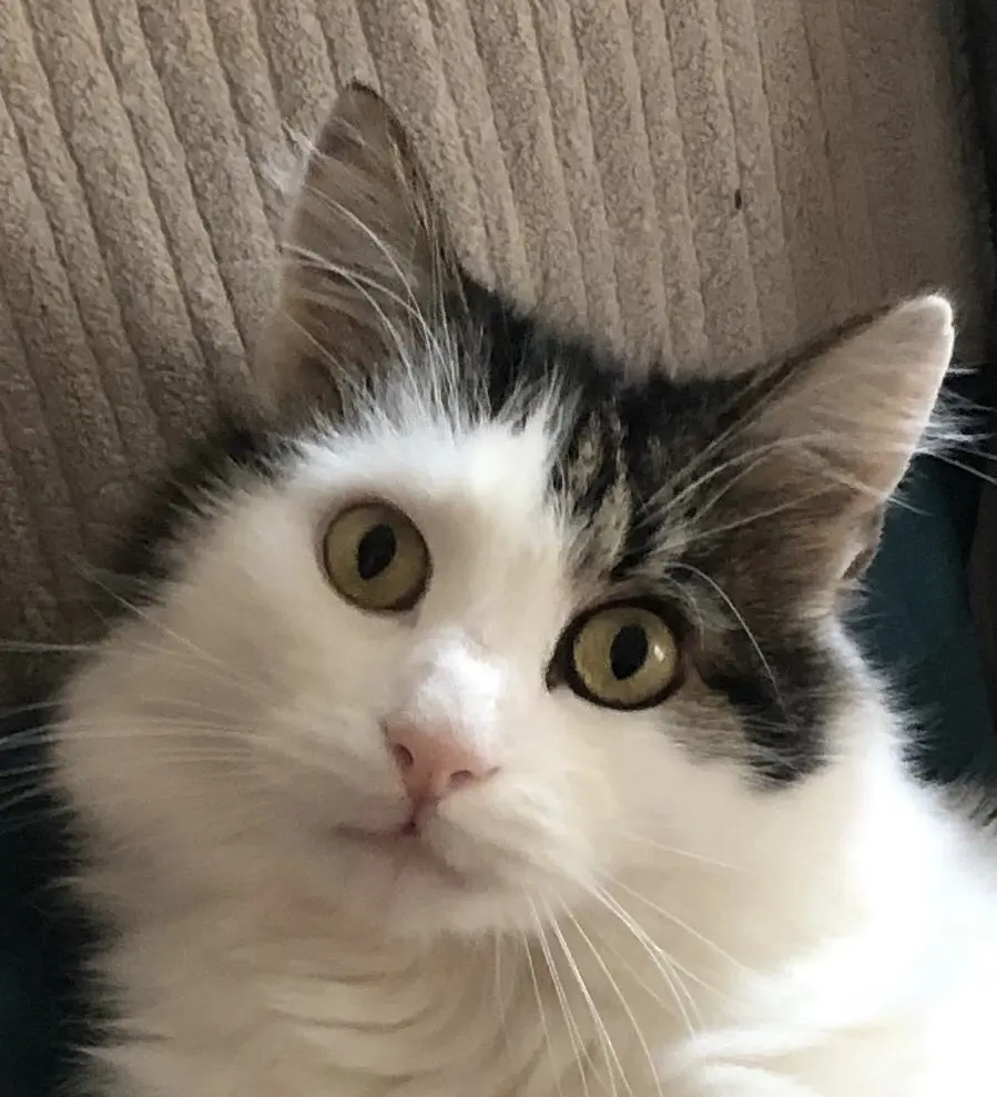 Image from Freddy
