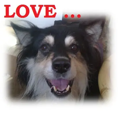 Image from Sparky