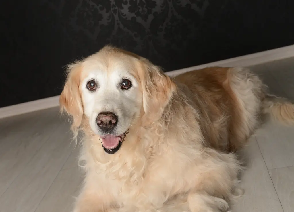 Andachtsbild von Lino