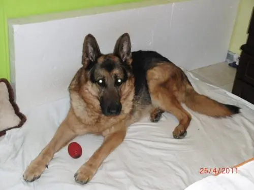 Image from Deutscher Schäferhund