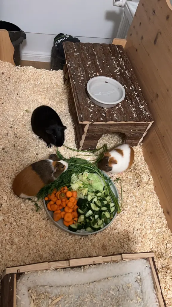 Emmi(weiß), ihre Schwester Hanna(Braun) und Maxi