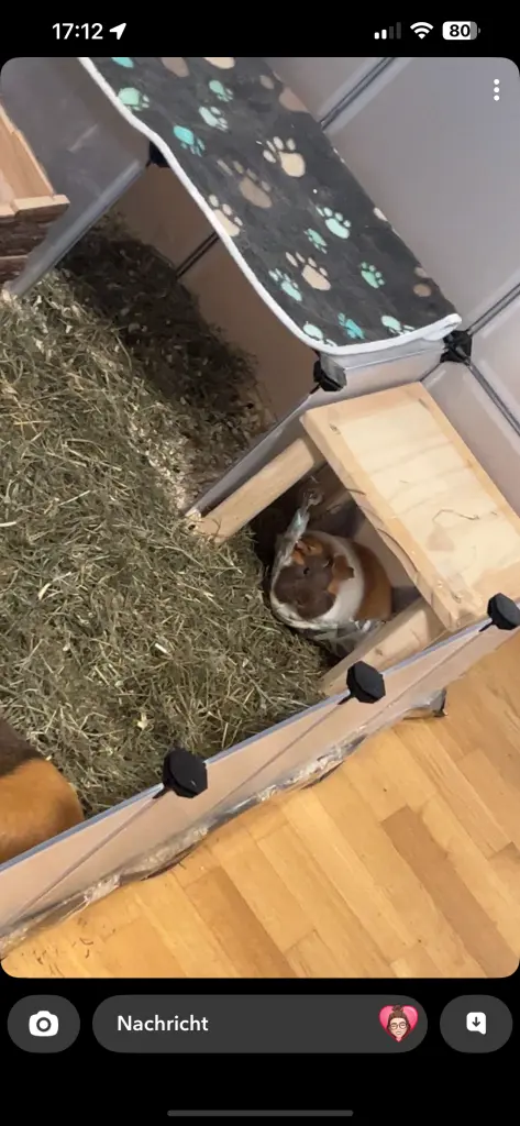 Die Hängematte war ihr liebster Platz.❤️