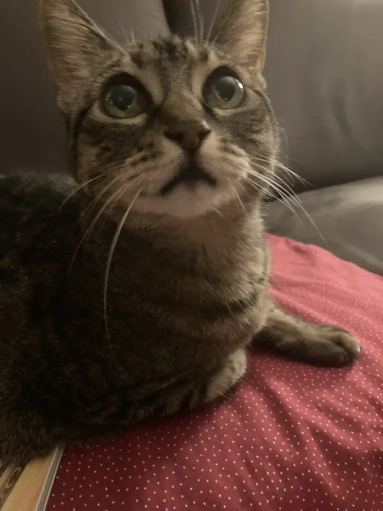 Andachtsbild von Franziska mit Zarpa im Herzen ♥️