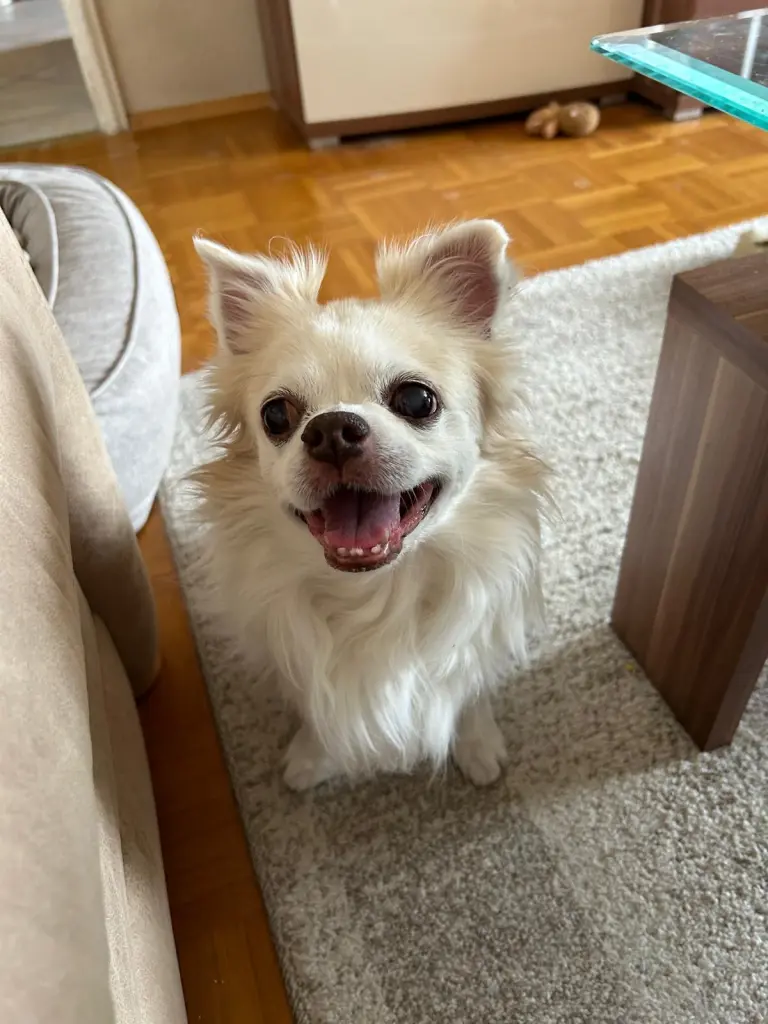 Image from Sammy