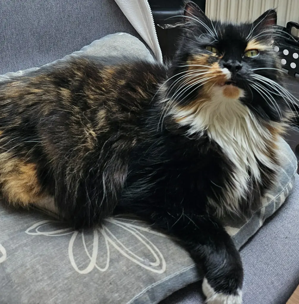 Maja
