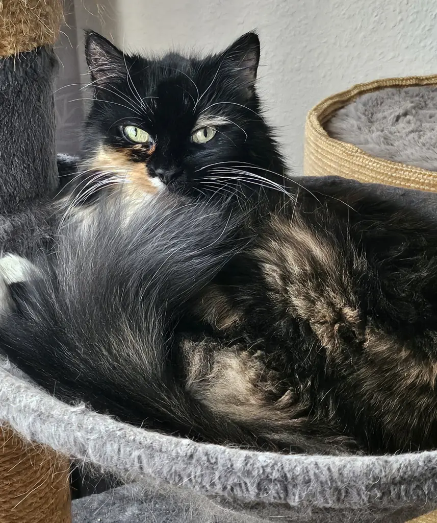 Maja