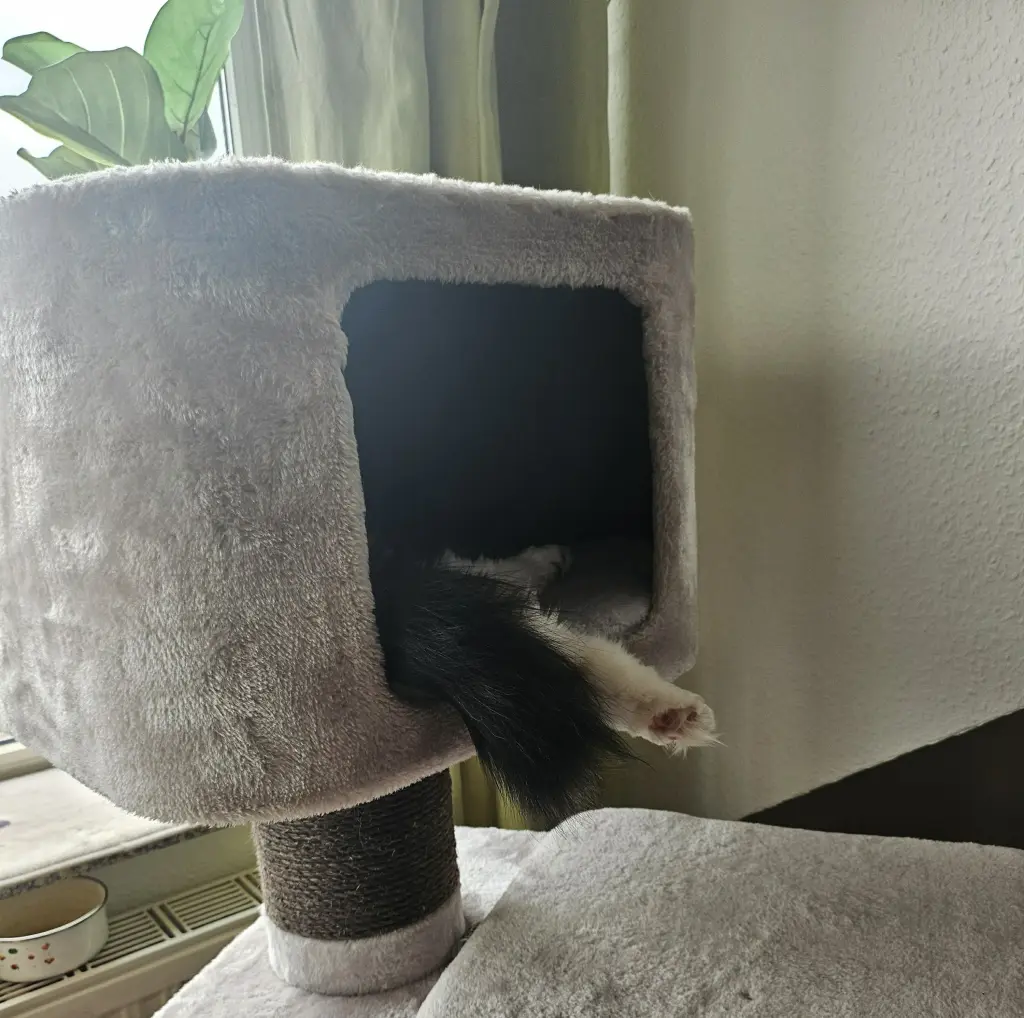 Maja