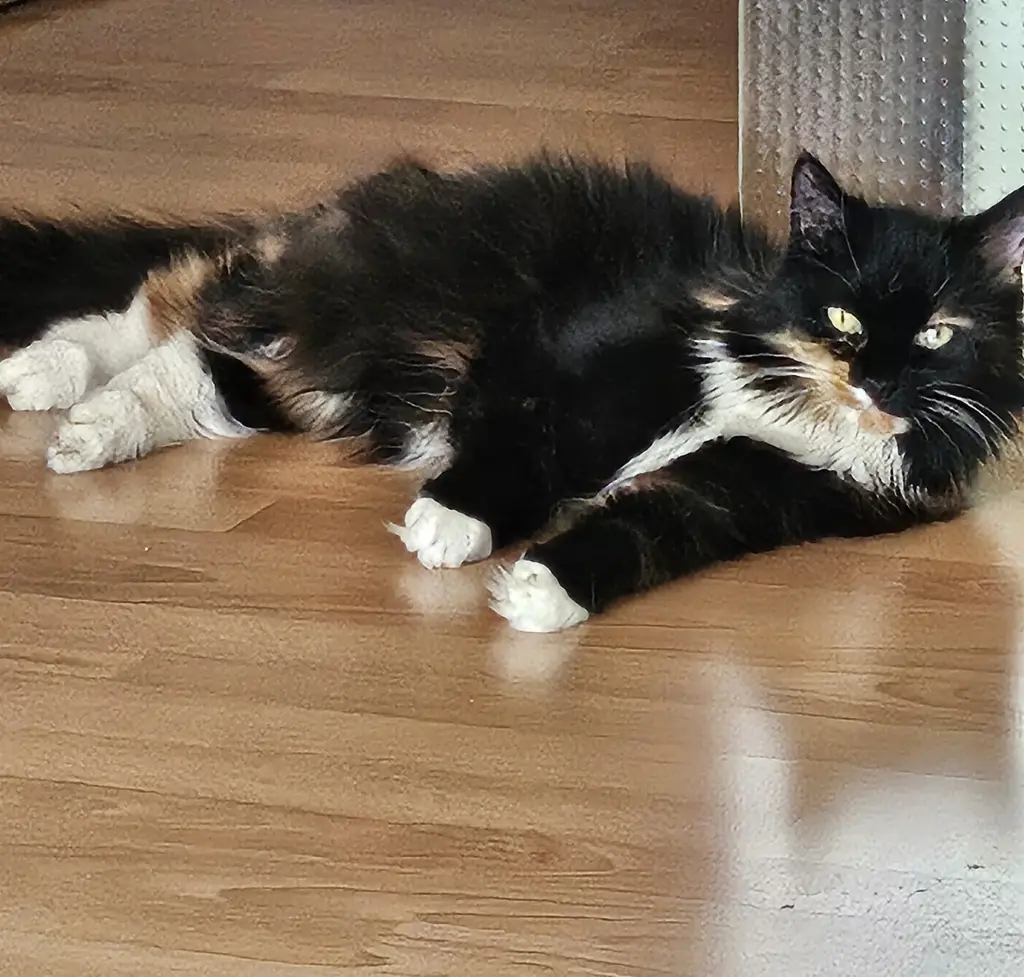 Maja