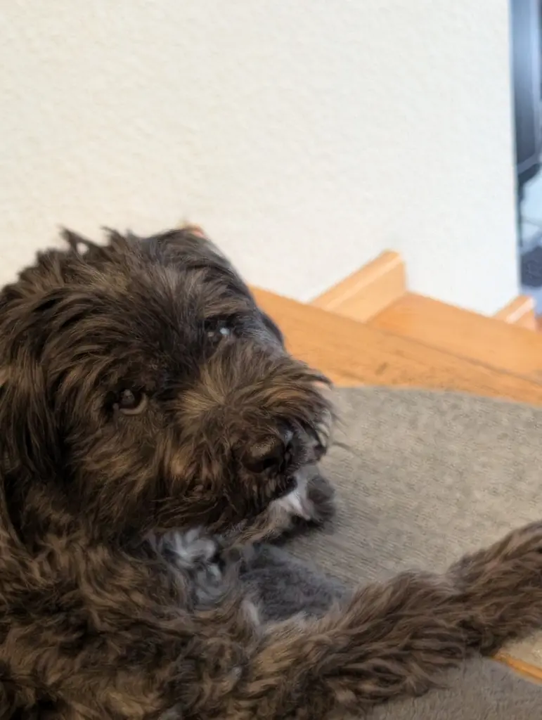Image from Elmo
