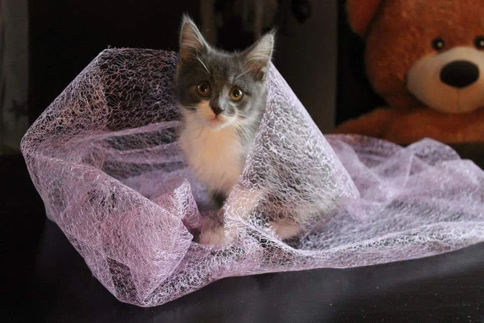 Von klein auf bis zum letzten Atemzug 🖤