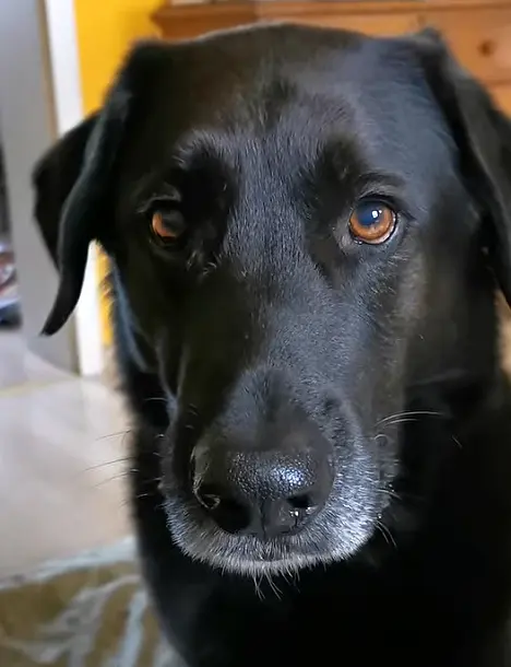 So ein liebes Gesicht - so war auch sein Herz.